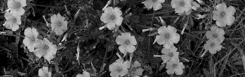 Image of an oxalis plant.